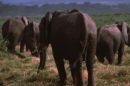Herd of Elephants